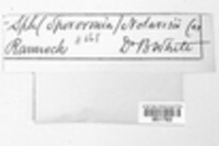 Valsaria insitiva image